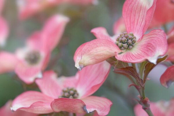 Garden flowers in nature in the kingdom of flora