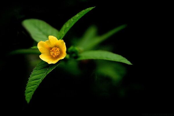 Gelbe Blume auf schwarzem Hintergrund