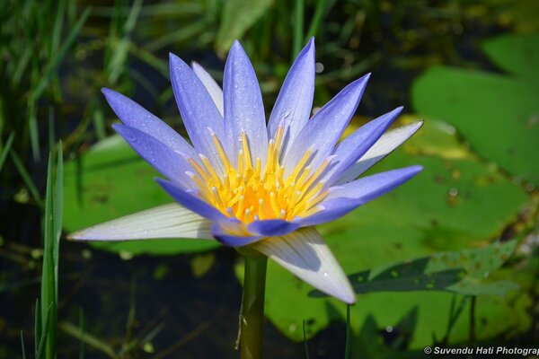 Flor brillante en la hierba verde