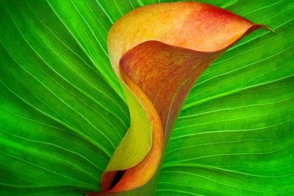 Flor naranja en una hoja verde