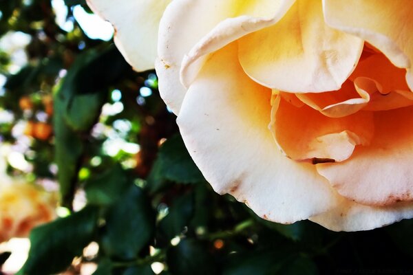 White orange flower. Nature. Flora