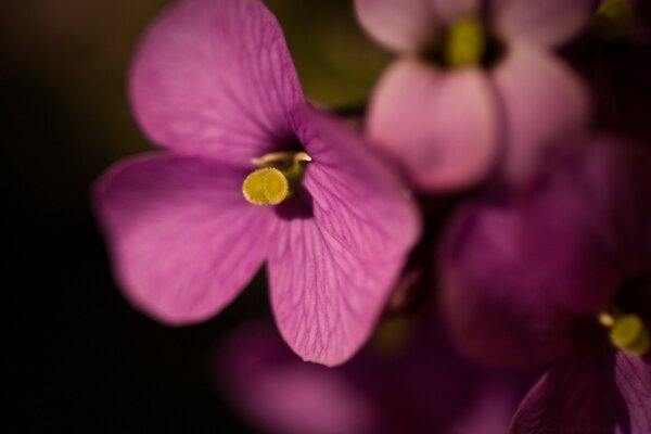 Delicate pink petals