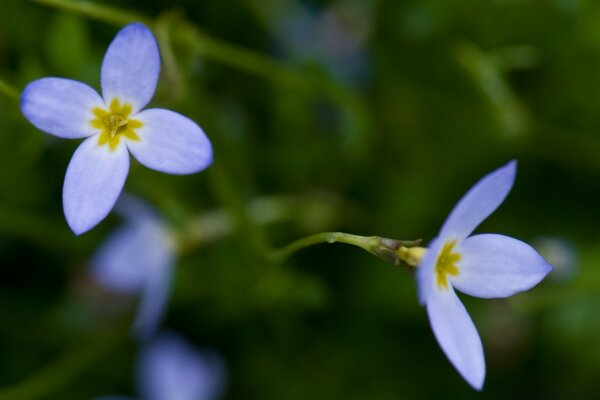 Close-up de flores roxas em um fundo verde