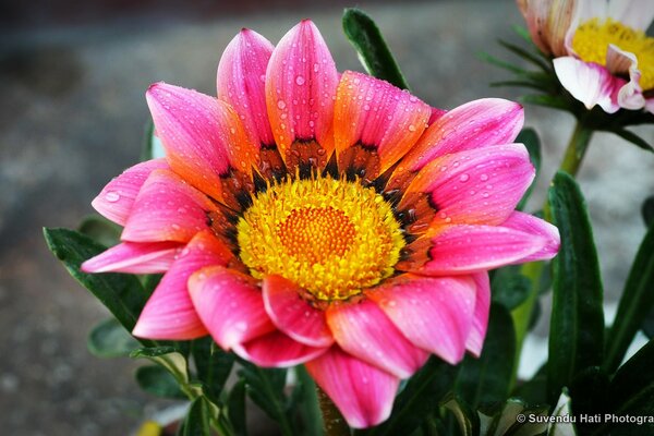 Photo de fleur d été sur le bureau