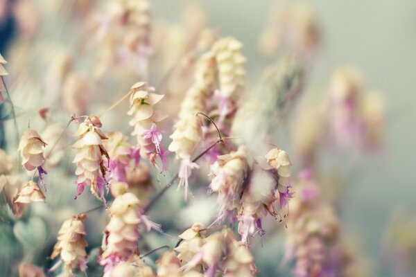 Fancy Summer Flowers Close-up