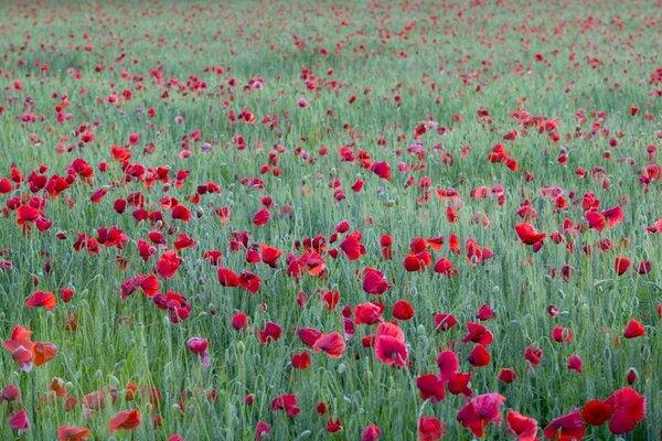 Contrasting image of a village field