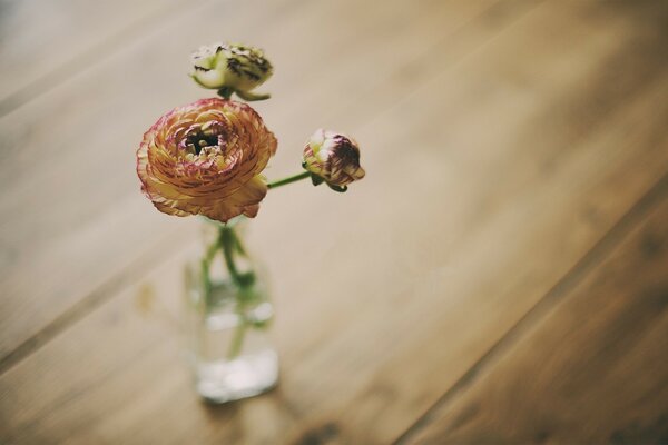 Stillleben einer zarten Blume in einer Vase