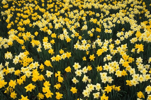 Flower meadow. Yolk pale daffodils