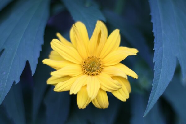 Flor amarela com folhas azuis