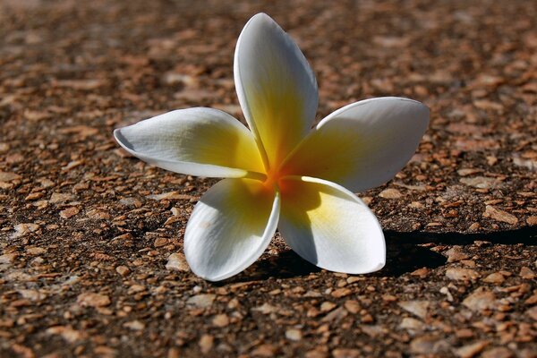 Fiore bianco tropicale sulla terra