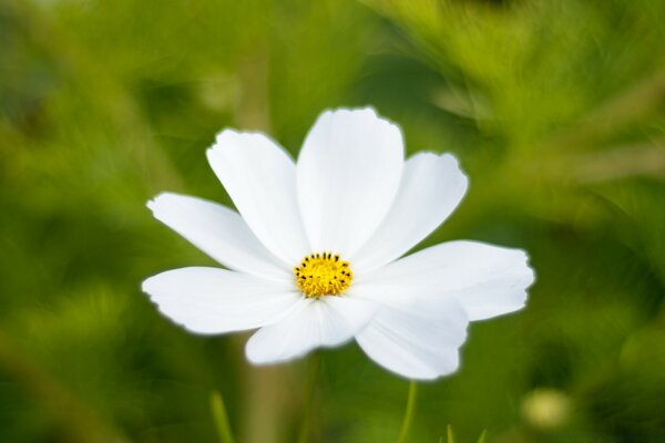 Im Reich der Flora ist die Blume im Sommer