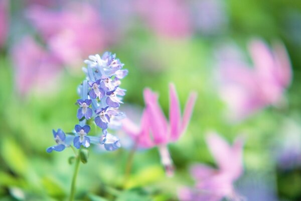 Fiore delicato in un bellissimo prato