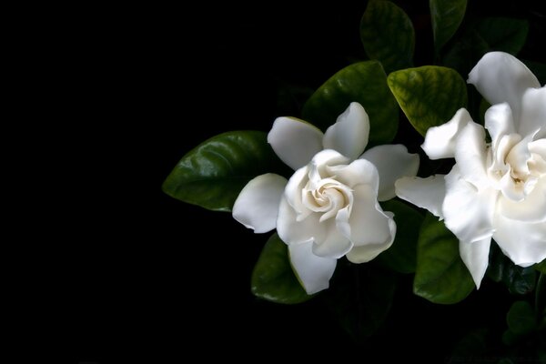 Beautiful white flowers on a black background