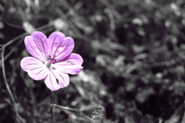 Blume im Sommer in der Natur im Reich der Flora