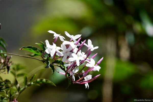 A branch of a bush with purple flowers