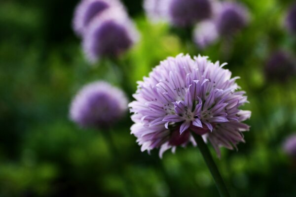 Fleur de trèfle macro tir