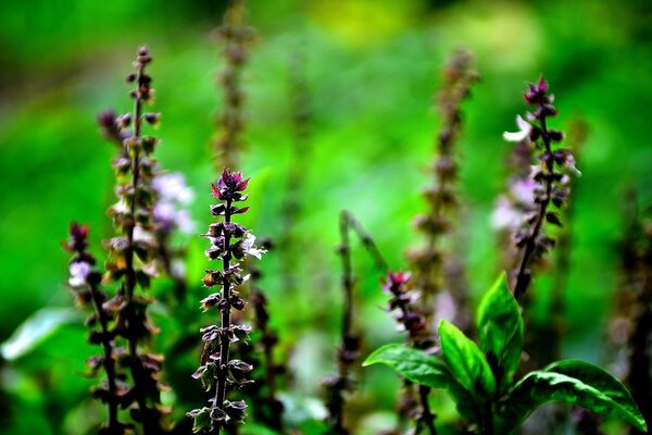 Forest flowers flora nature