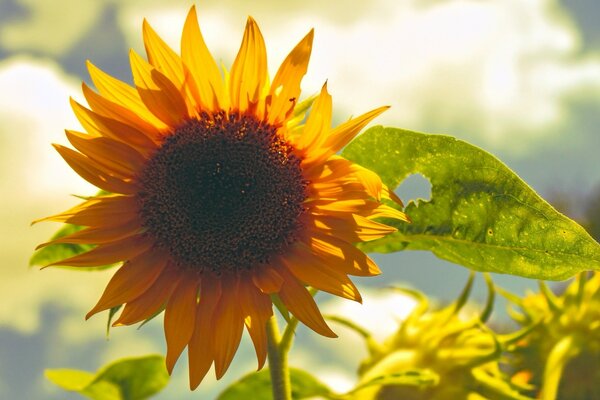 Eine Sonnenblume, die an das ukrainische Gelände erinnert