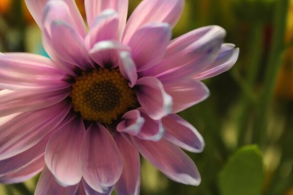 Image de fleur de jardin sur le bureau