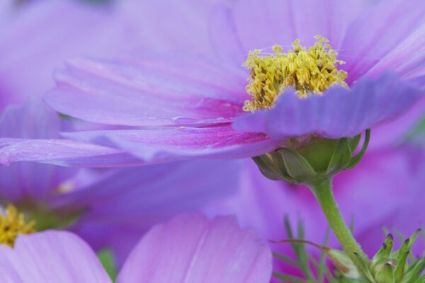 Gros plan de Cosmos fleur Maine