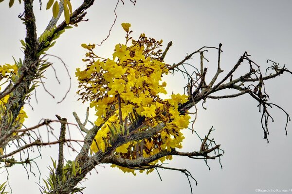 Flowers on a tree as a branch of nature