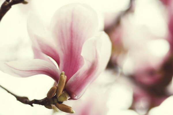 Beautiful flowers in nature