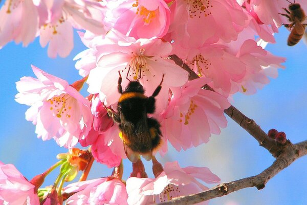 Bumblebee on a cherry blossom. Nature