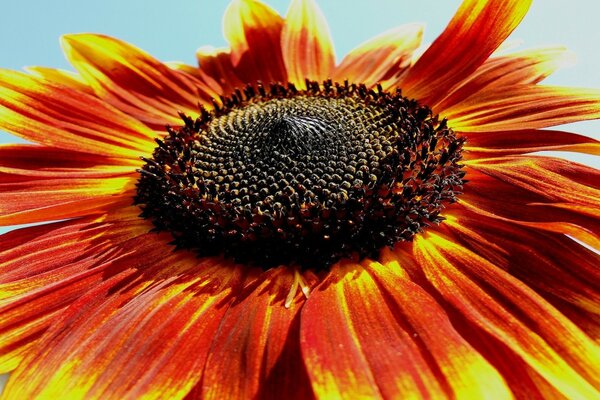 Sommerblume mit großen Blütenblättern