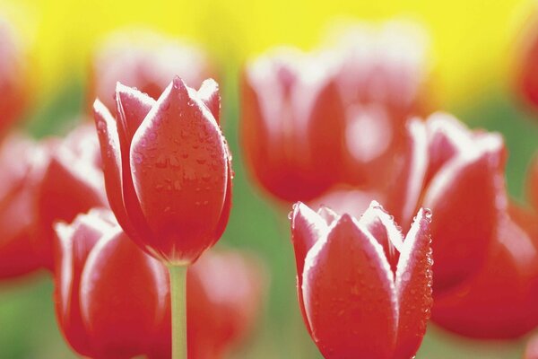 Tulipany w ogrodzie. Natura. Kwiat