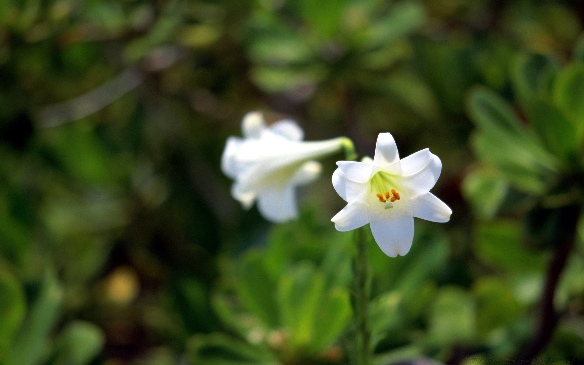 花 自然 花 植物 叶 花园 盛开 花卉 生长 特写 颜色 花瓣 季节 夏天 户外 树 明亮 美丽 公园 环境