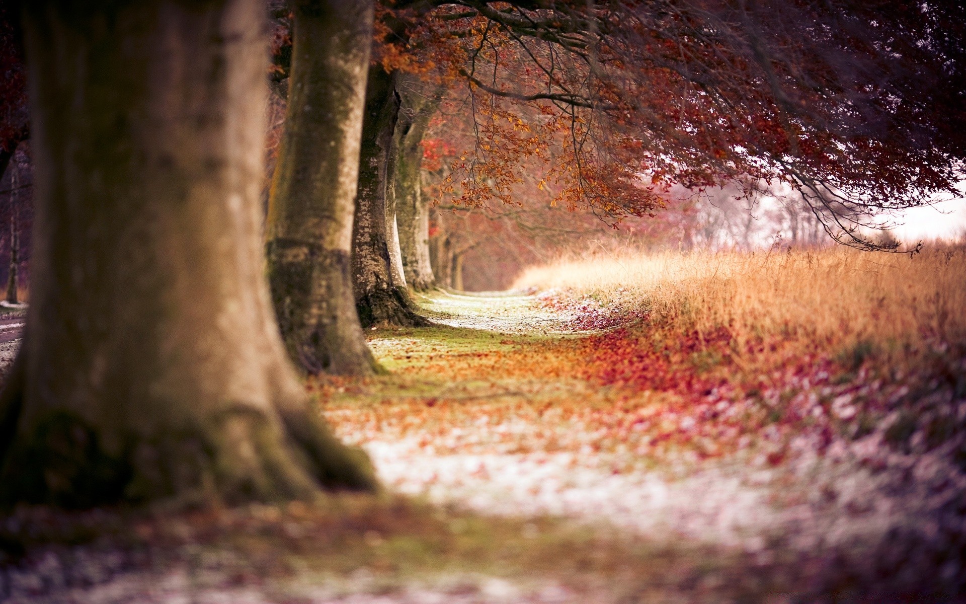 forêt bois nature arbre automne paysage feuille à l extérieur voyage lumière humide