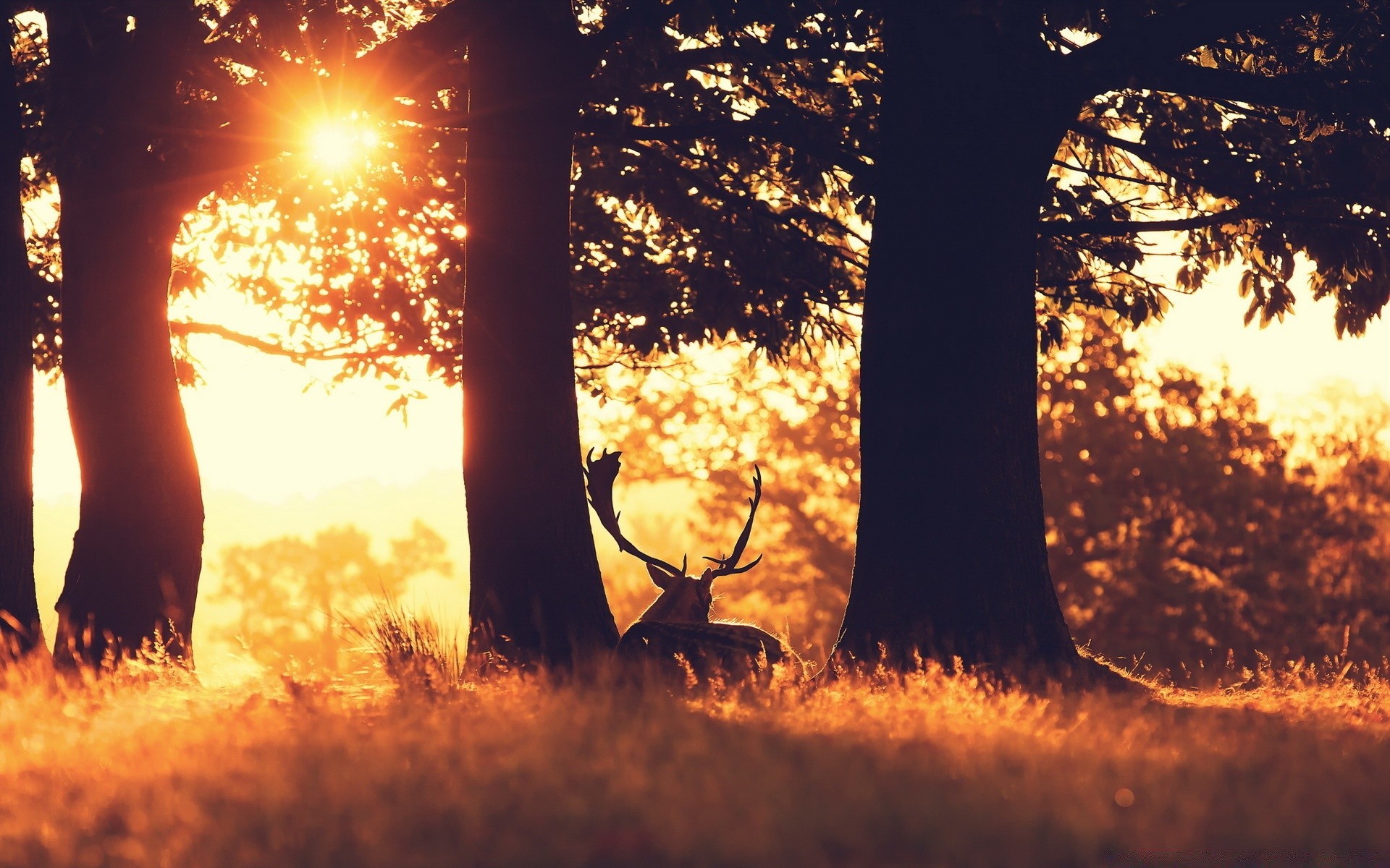 forêt aube nature bois rétro-éclairé soleil bois automne coucher de soleil paysage à l extérieur lumière beau temps parc soirée saison environnement feuille campagne