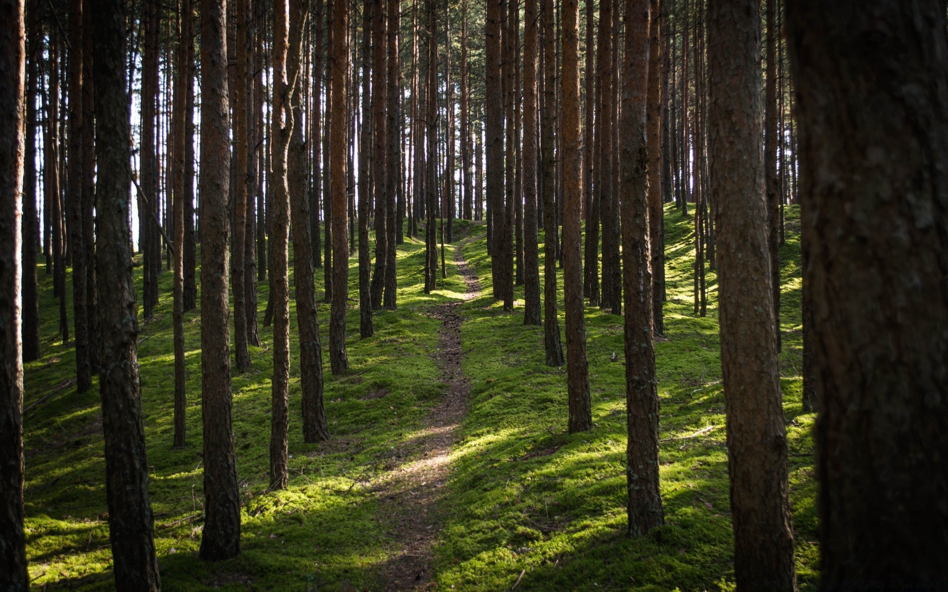 foresta legno albero paesaggio conifere natura all aperto foglia parco ambiente evergreen bel tempo alba pino nebbia luce del giorno luce