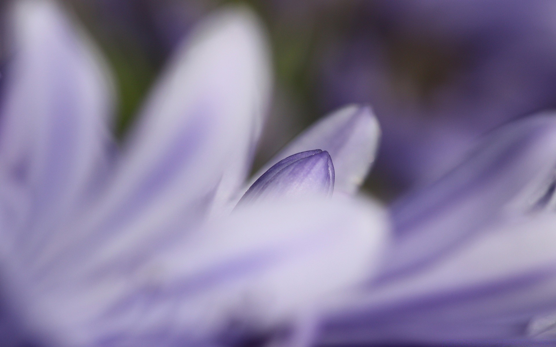 flowers nature flower blur flora delicate summer leaf growth garden dof petal color bright focus outdoors floral