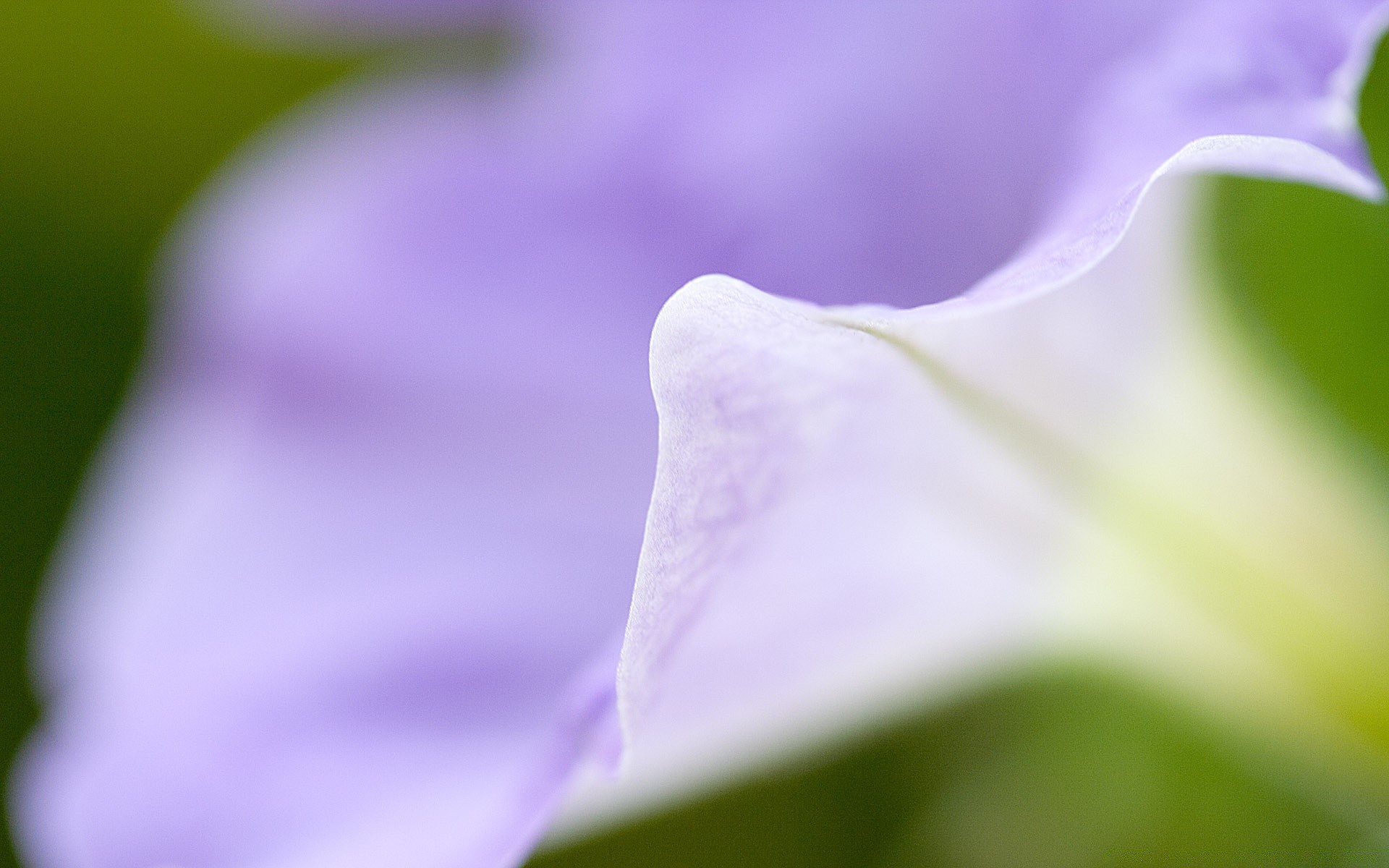 flores natureza flor flora folha borrão jardim verão brilhante cor dof delicado crescimento