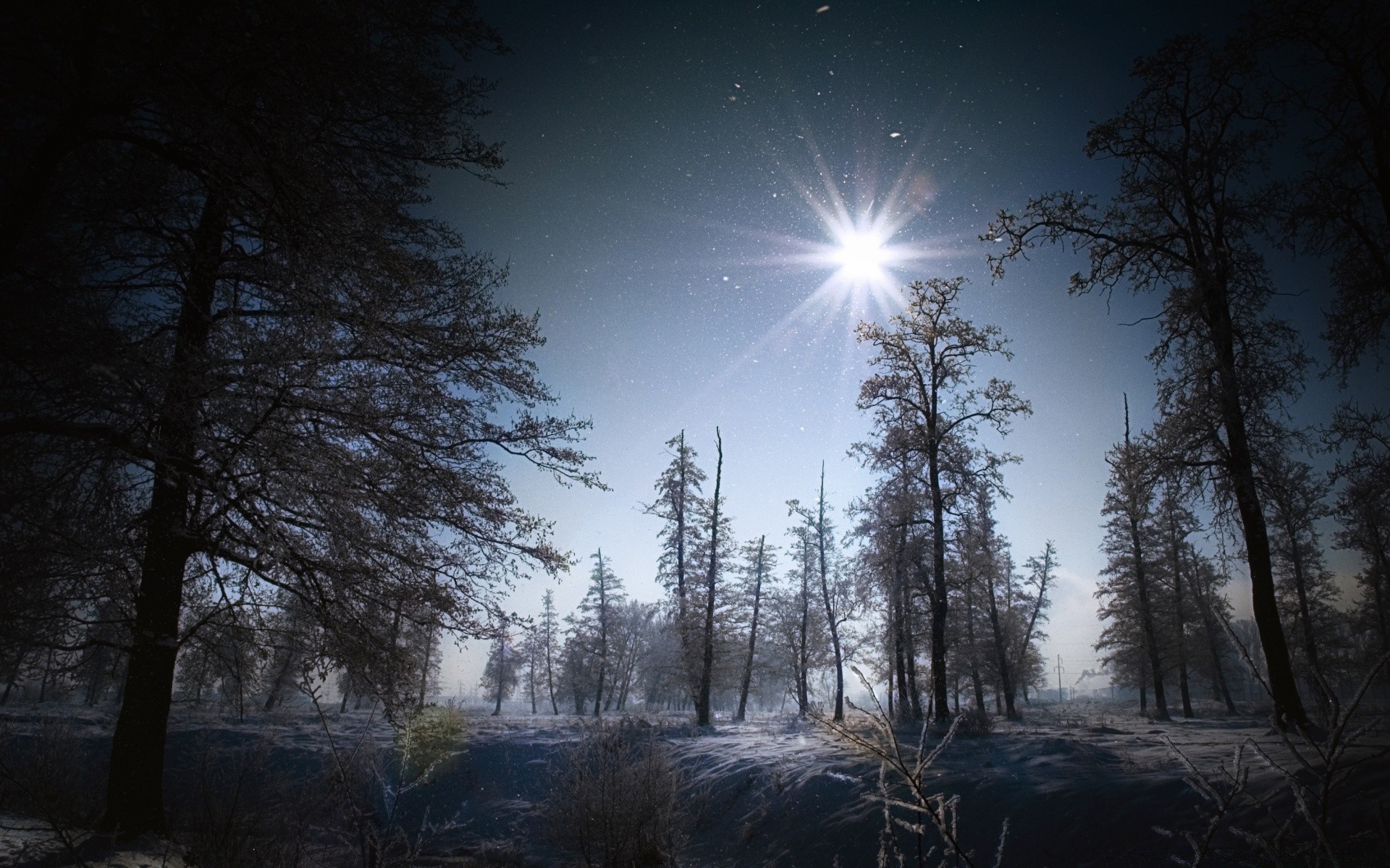 foresta albero legno inverno alba neve paesaggio natura luce sole nebbia bel tempo tramonto cielo freddo nebbia all aperto autunno sera