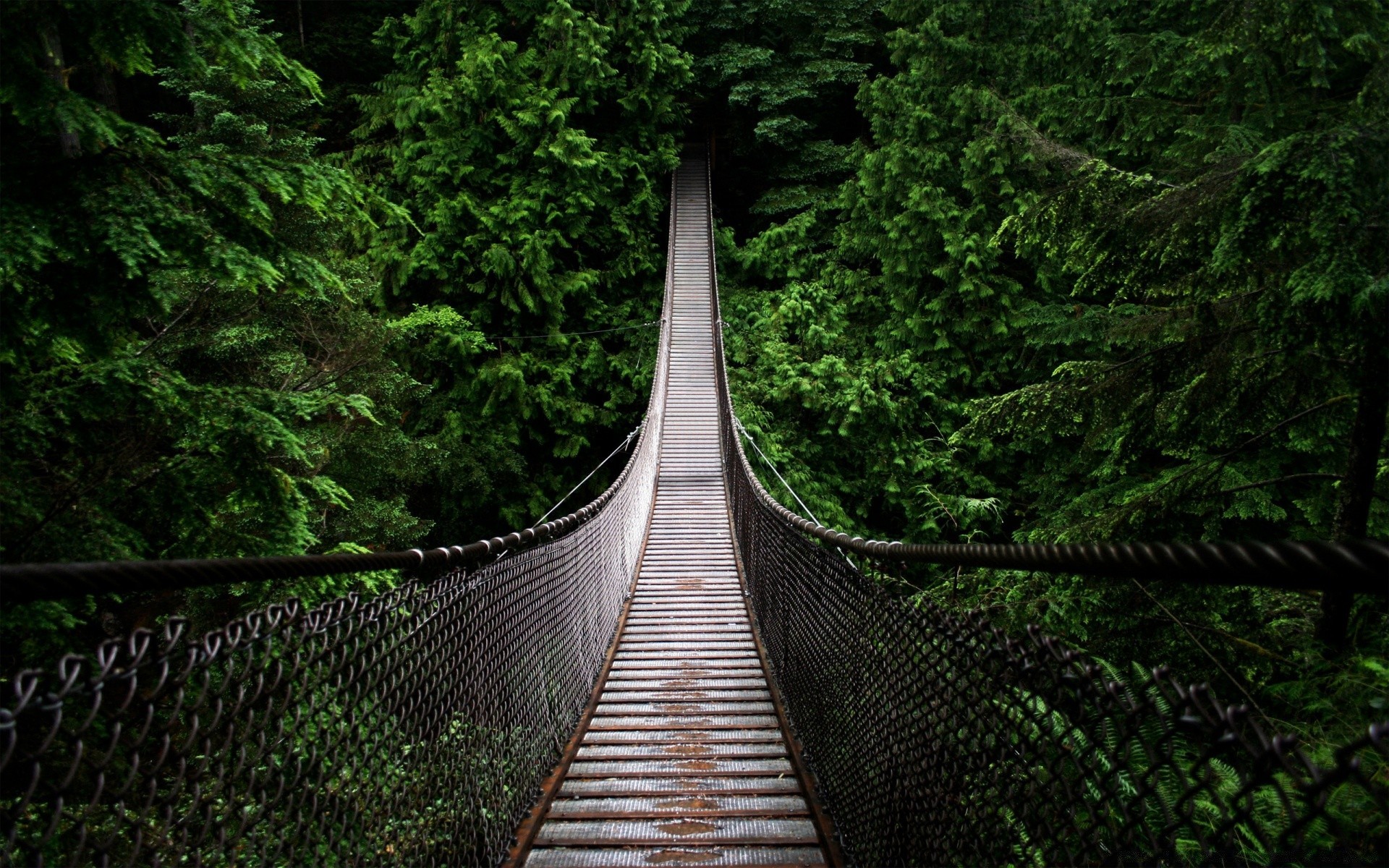 forest wood tree bridge guidance nature landscape travel park trail walk leaf road outdoors scenic footbridge