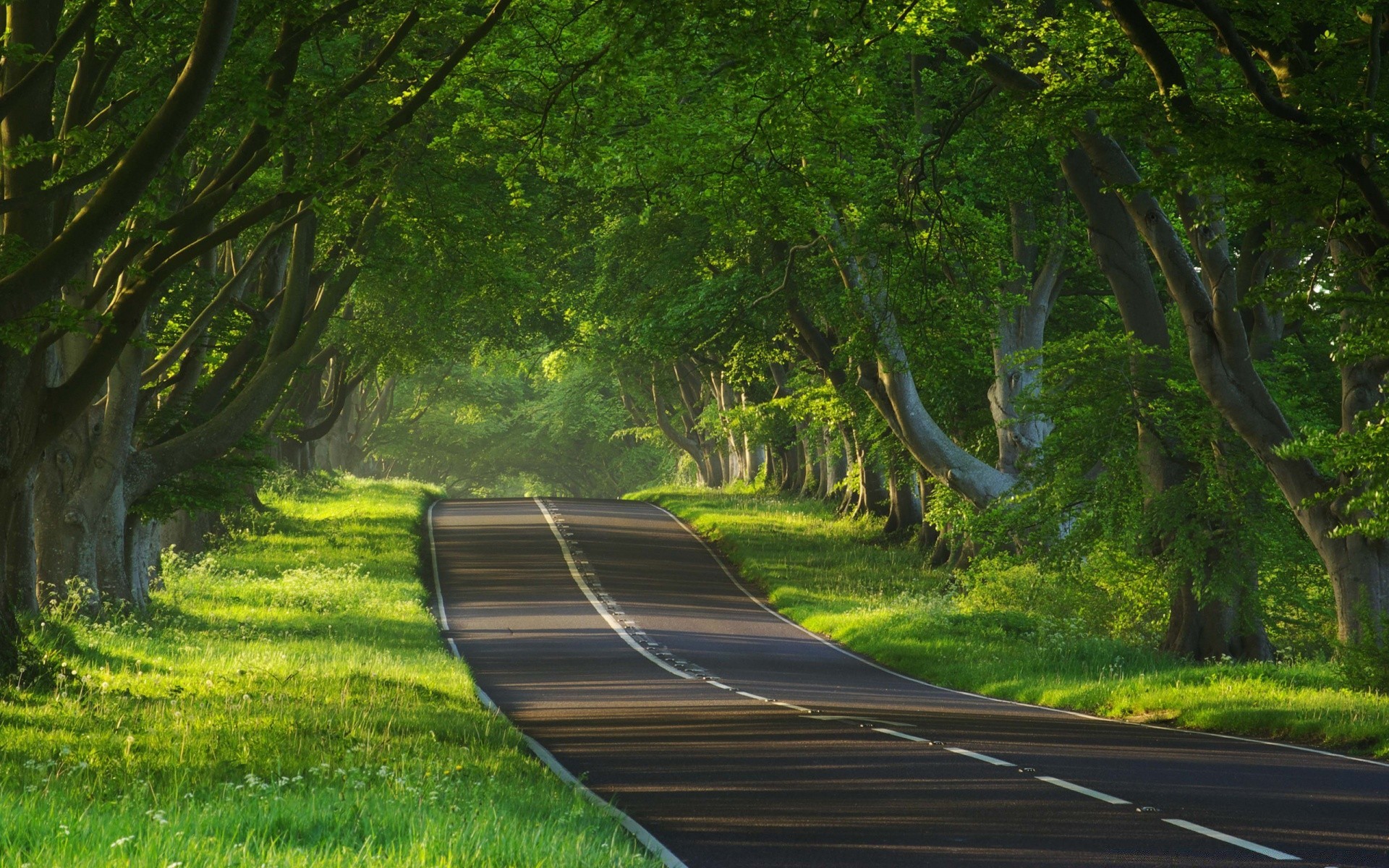 las droga przewodnik drewno drzewo natura krajobraz liść trawa aleja park lato bujne środowisko świt sceniczny wiejski odkryty kraj światło