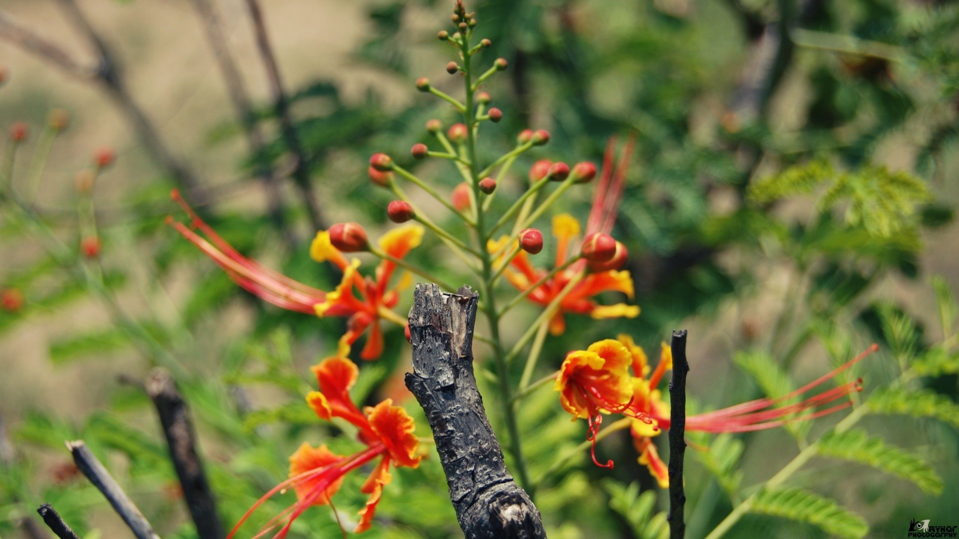 çiçekler doğa çiçek flora yaprak bahçe yaz çiçek açan renk açık havada ağaç çiçek tropikal büyüme petal şube parlak çalı