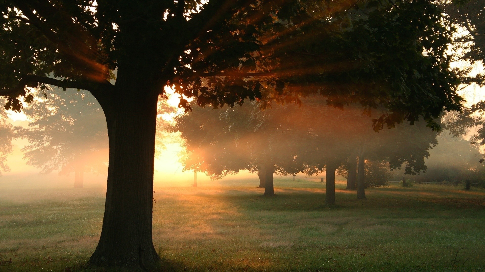 forêt brouillard brouillard aube arbre automne soleil coucher de soleil bois nature paysage feuille rétro-éclairé à l extérieur soir lumière campagne