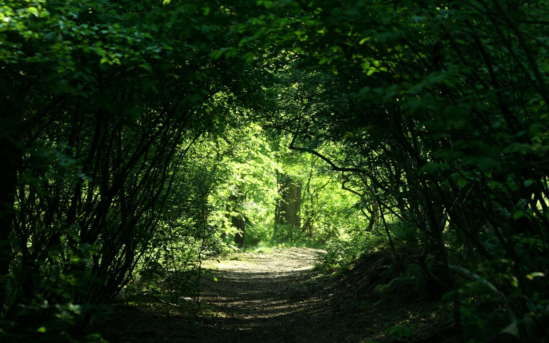 forest wood nature leaf landscape tree lush dawn park mist light fair weather environment growth sun fog outdoors moss scenic sunbeam