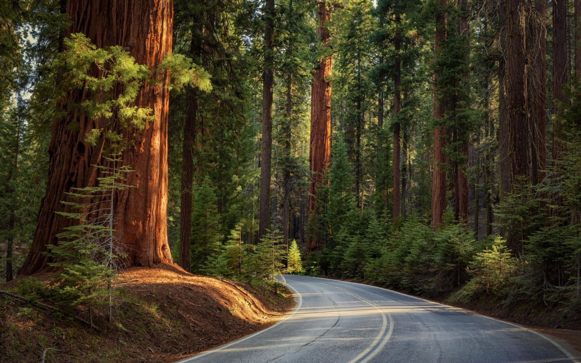 bosque madera árbol secuoya coníferas naturaleza paisaje al aire libre carretera viajes evergreen guía redwood parque escénico luz del día sendero amanecer ciprés salvaje