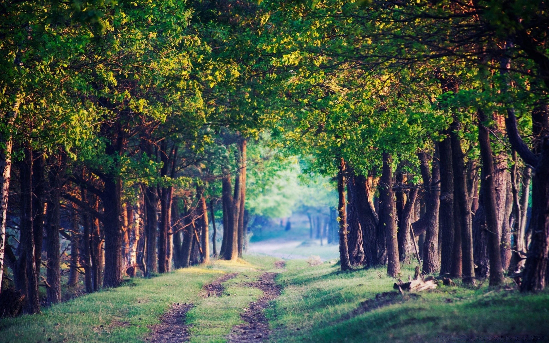 las drewno drzewo natura krajobraz liść park na zewnątrz sceniczny oddział jesień świt dobra pogoda środowisko światło mgła słońce flora bujna trawa