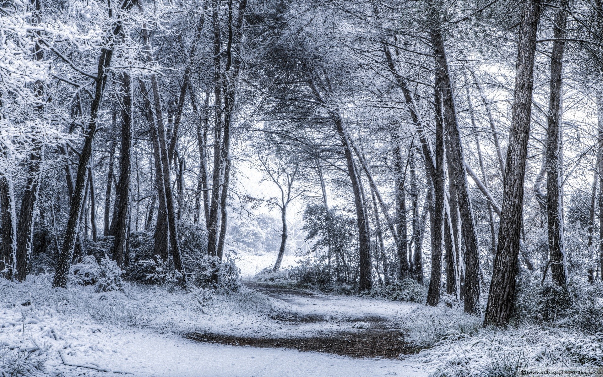 foresta legno paesaggio inverno albero neve natura stagione gelo tempo freddo ghiaccio guida parco scenico nebbia scena ramo congelato strada paesaggio