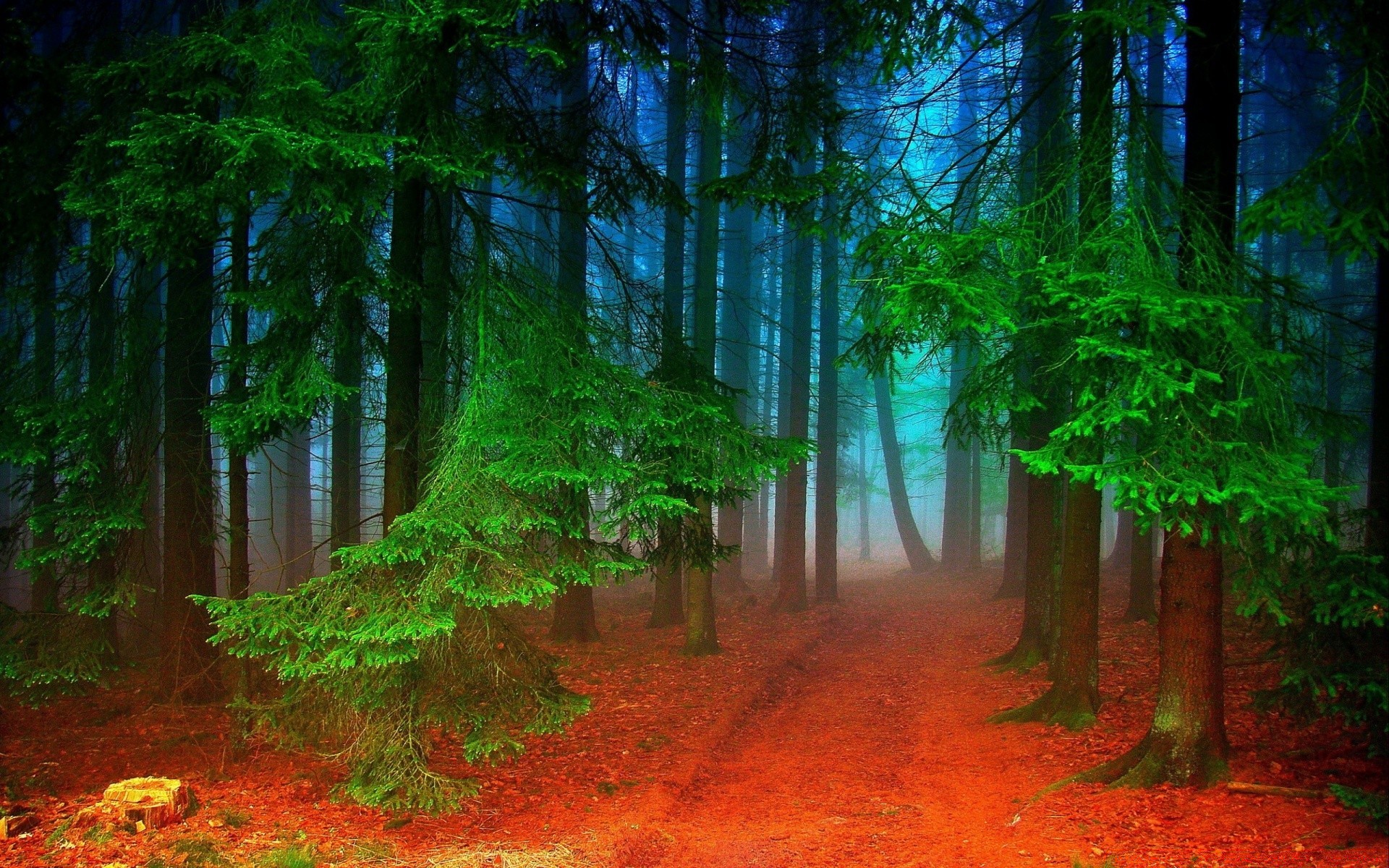 wald holz holz blatt natur landschaft park dämmerung üppig licht sonne herbst nadelbaum gutes wetter