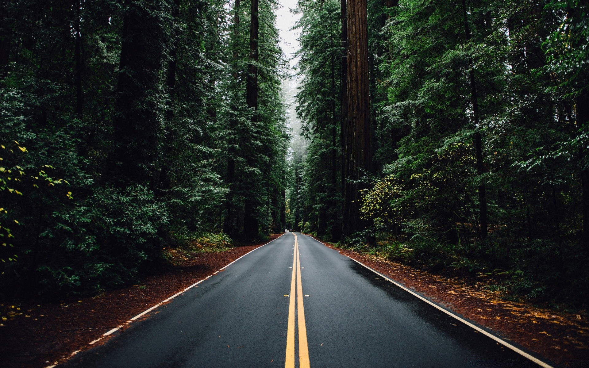 forest road wood guidance tree highway travel landscape outdoors nature conifer asphalt scenic transportation system