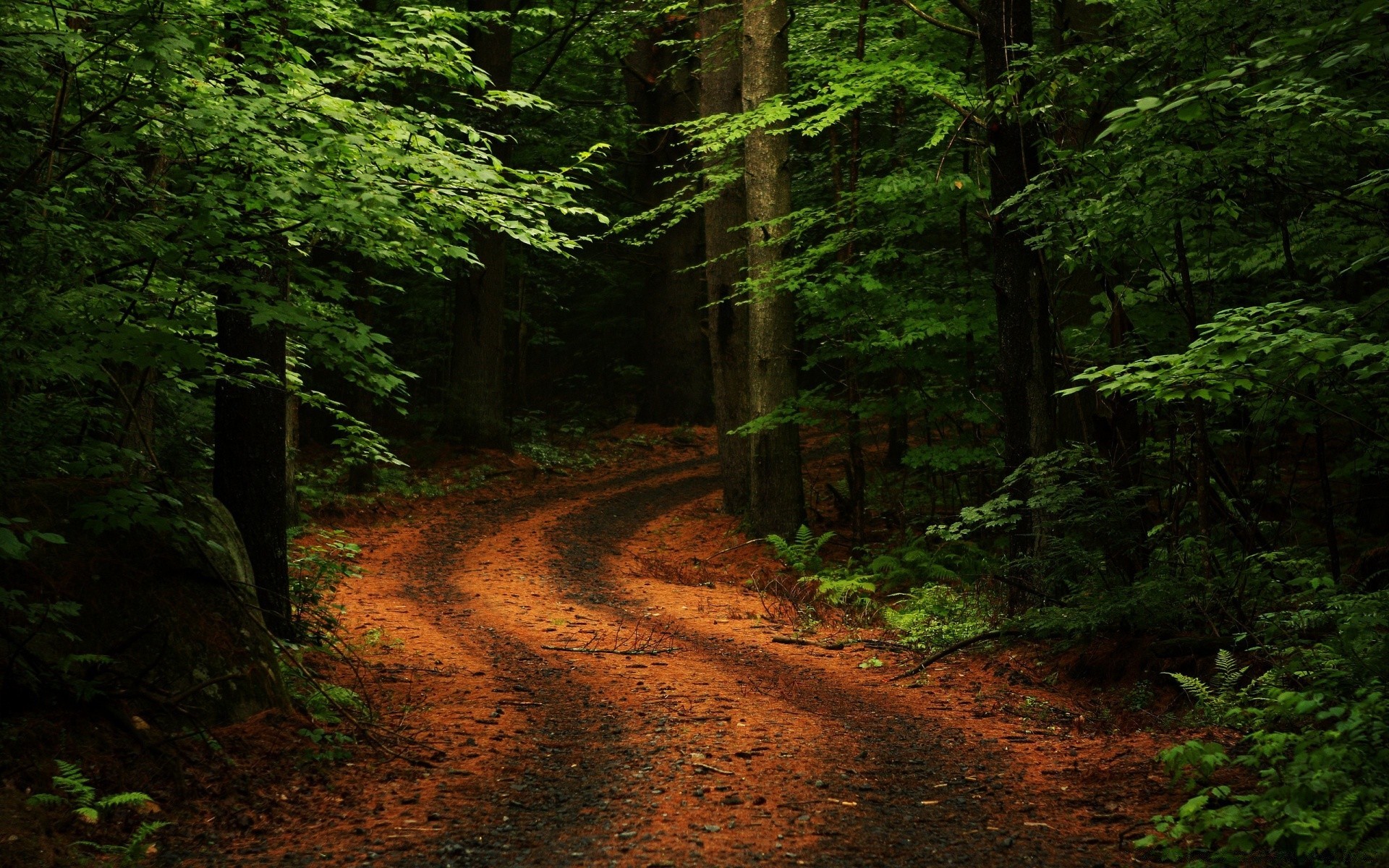 forest wood tree landscape road nature trail leaf outdoors park guidance dawn mist scenic daylight conifer lush travel fog hike