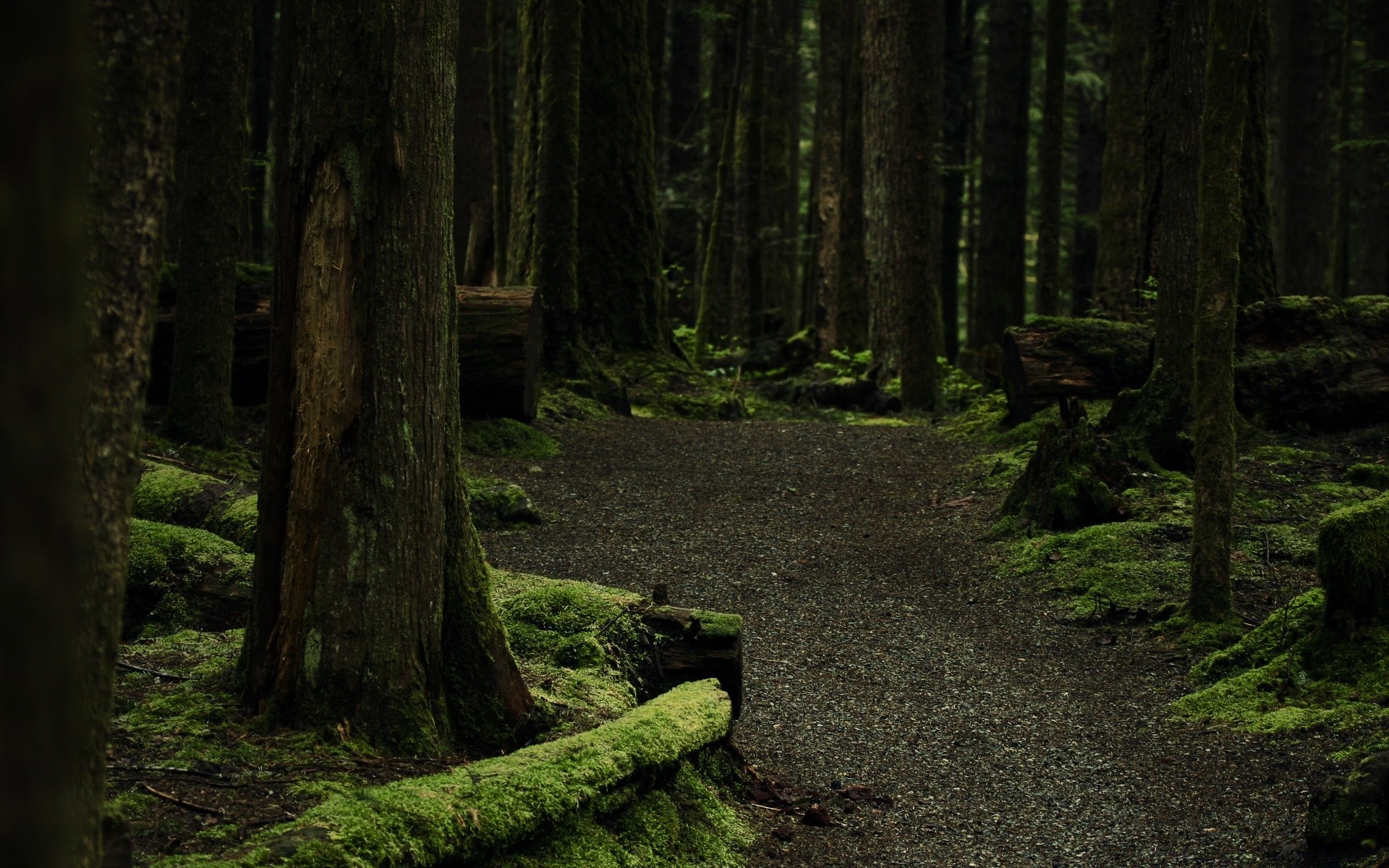 las drewno krajobraz drzewo mech park światło iglaste natura liść mgła sceniczny środowisko na zewnątrz świt cyprys światło dzienne cień mgła evergreen