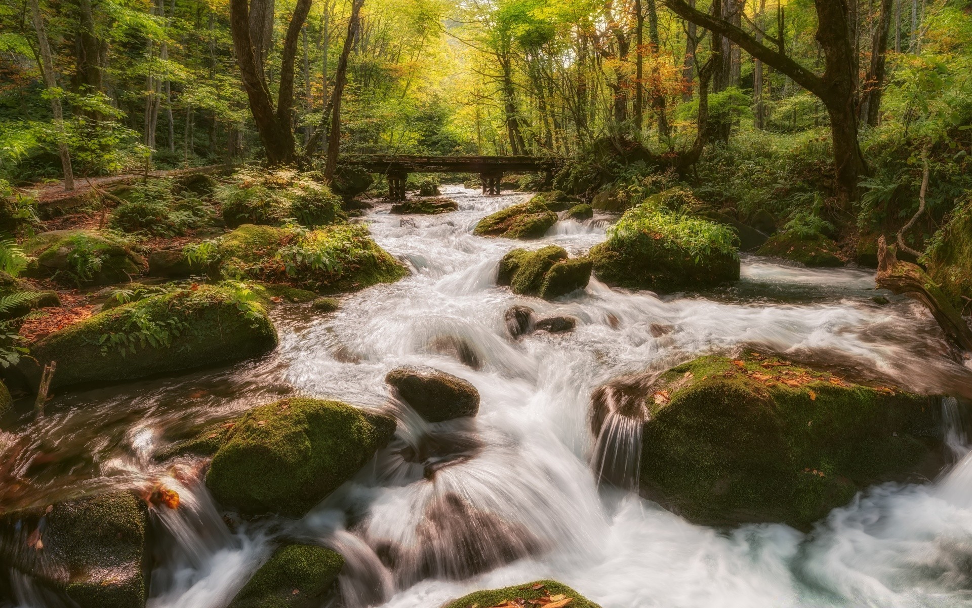 floresta água cachoeira córrego rio natureza madeira rocha cascata movimento paisagem grito musgo viagem meio córrego outono folha respingo árvore