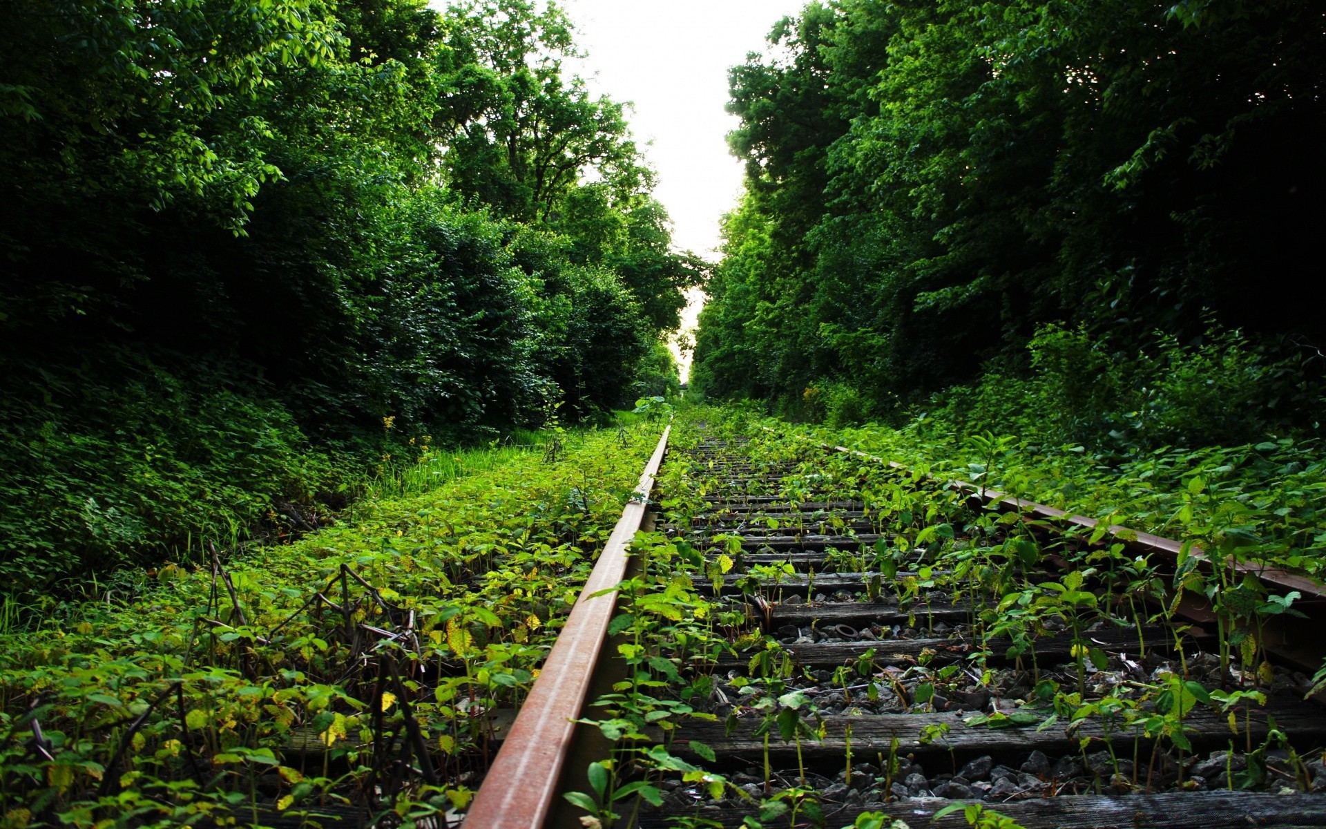 forest wood nature landscape tree leaf outdoors travel guidance track environment train flora rural summer daylight scenic road